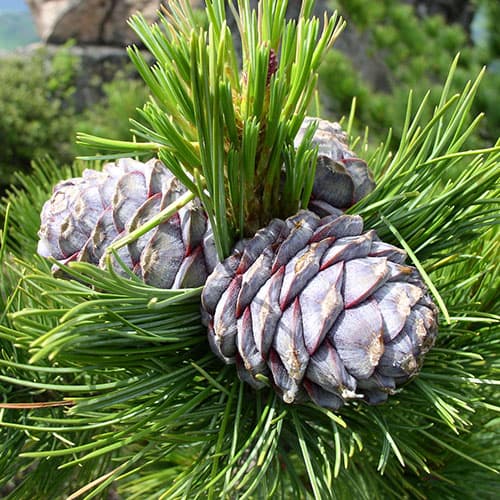 Balsam Cedar Small Candle
