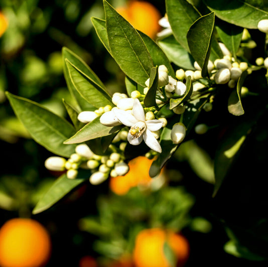 Sundrenched Blossom Small Candle